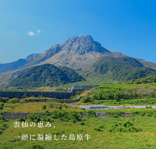 雲仙の恵み、一頭に凝縮した島原牛