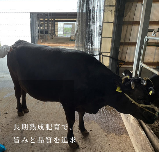 長期熟成肥育で、旨みと品質を追求